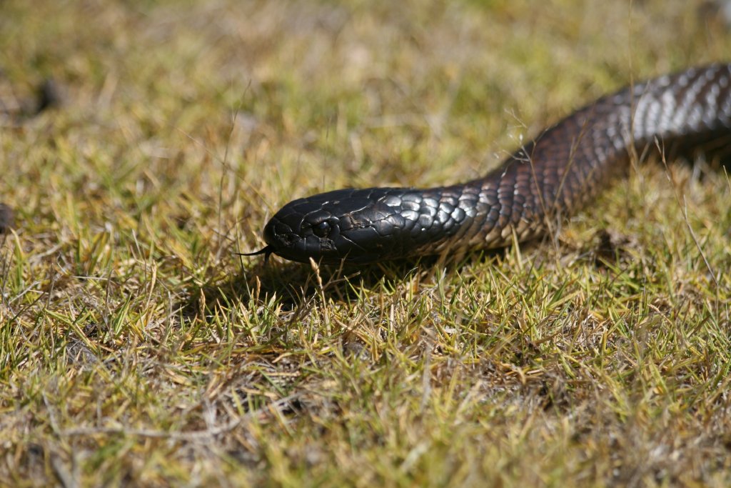 Black Tiger Snake