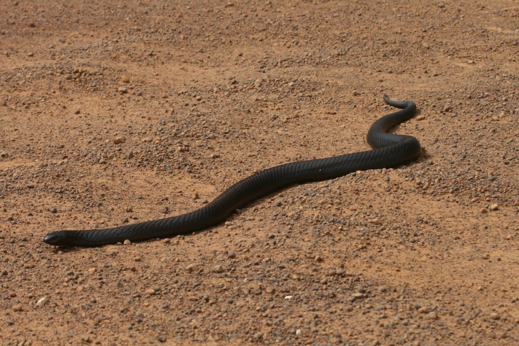 Black Tiger Snake