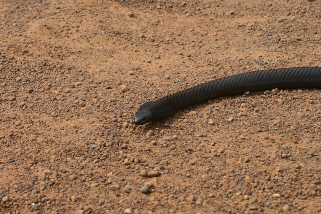 Black Tiger Snake