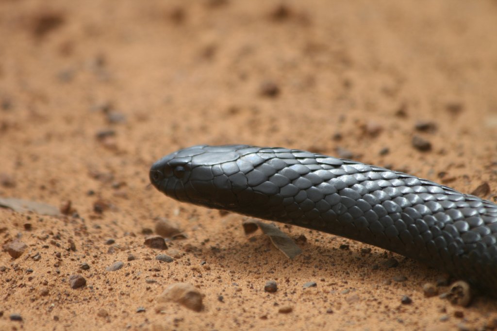 Black Tiger Snake