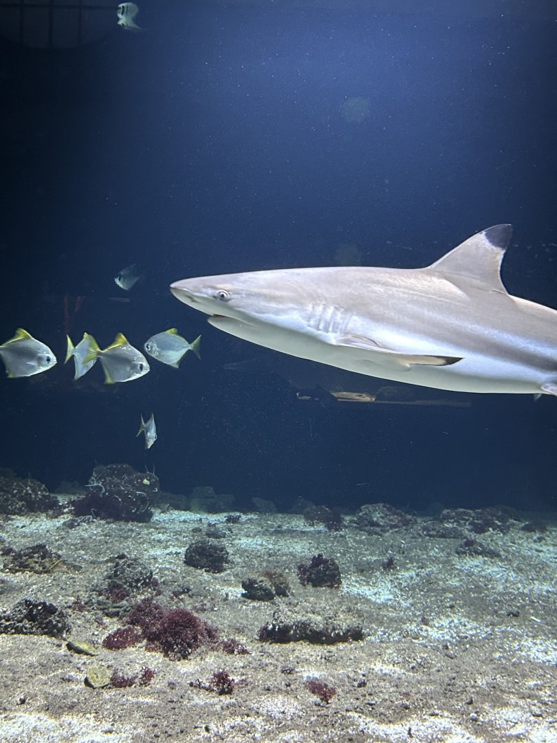 Black-tip reef shark and silver moonies