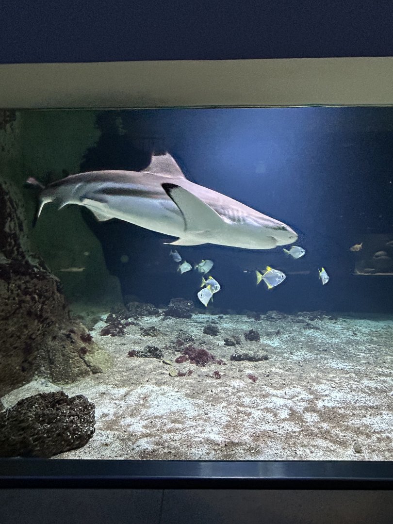 Black-tip reef shark and silver moonies