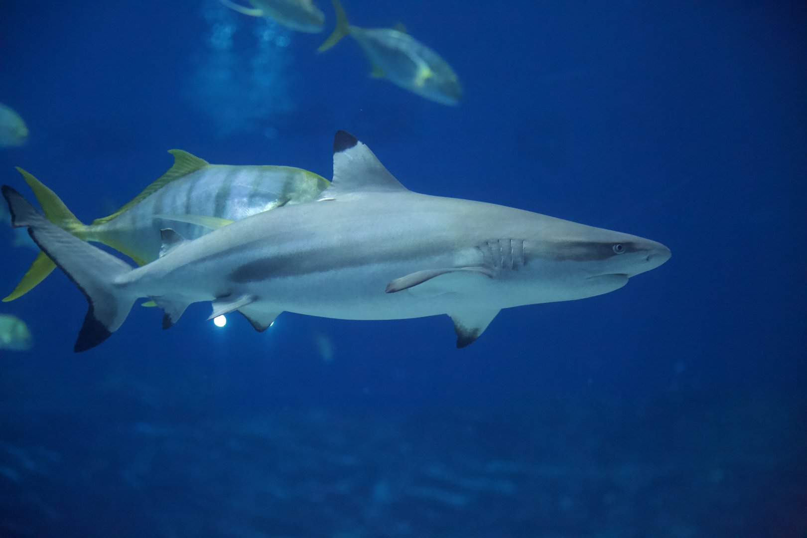 Black Tip Reef Shark/ Carcharhinus melanopterus