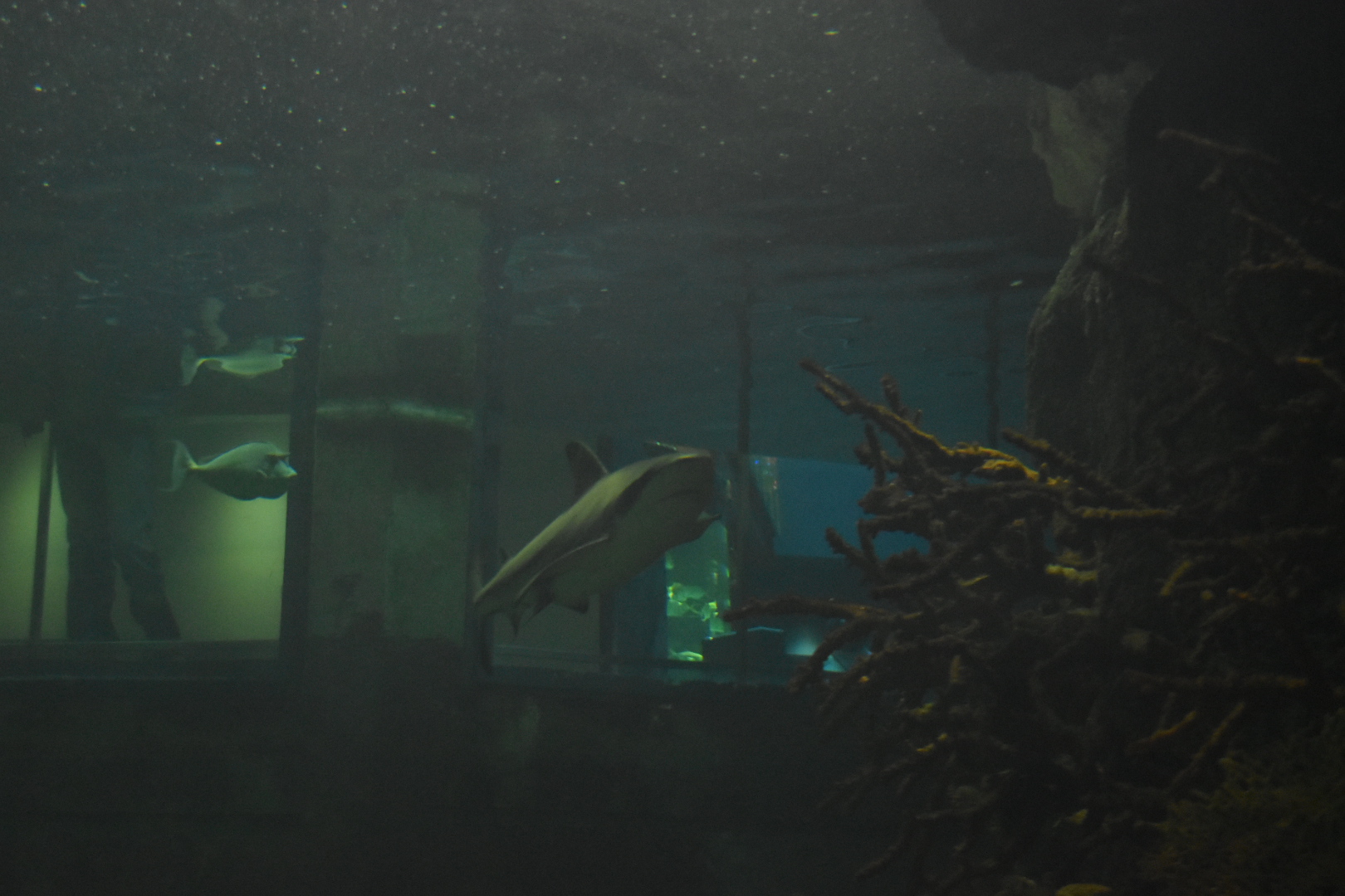 Black-tip Reef Shark Tank