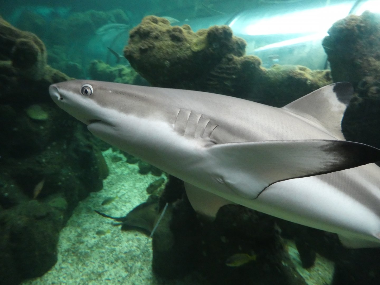 Black-tip reef shark