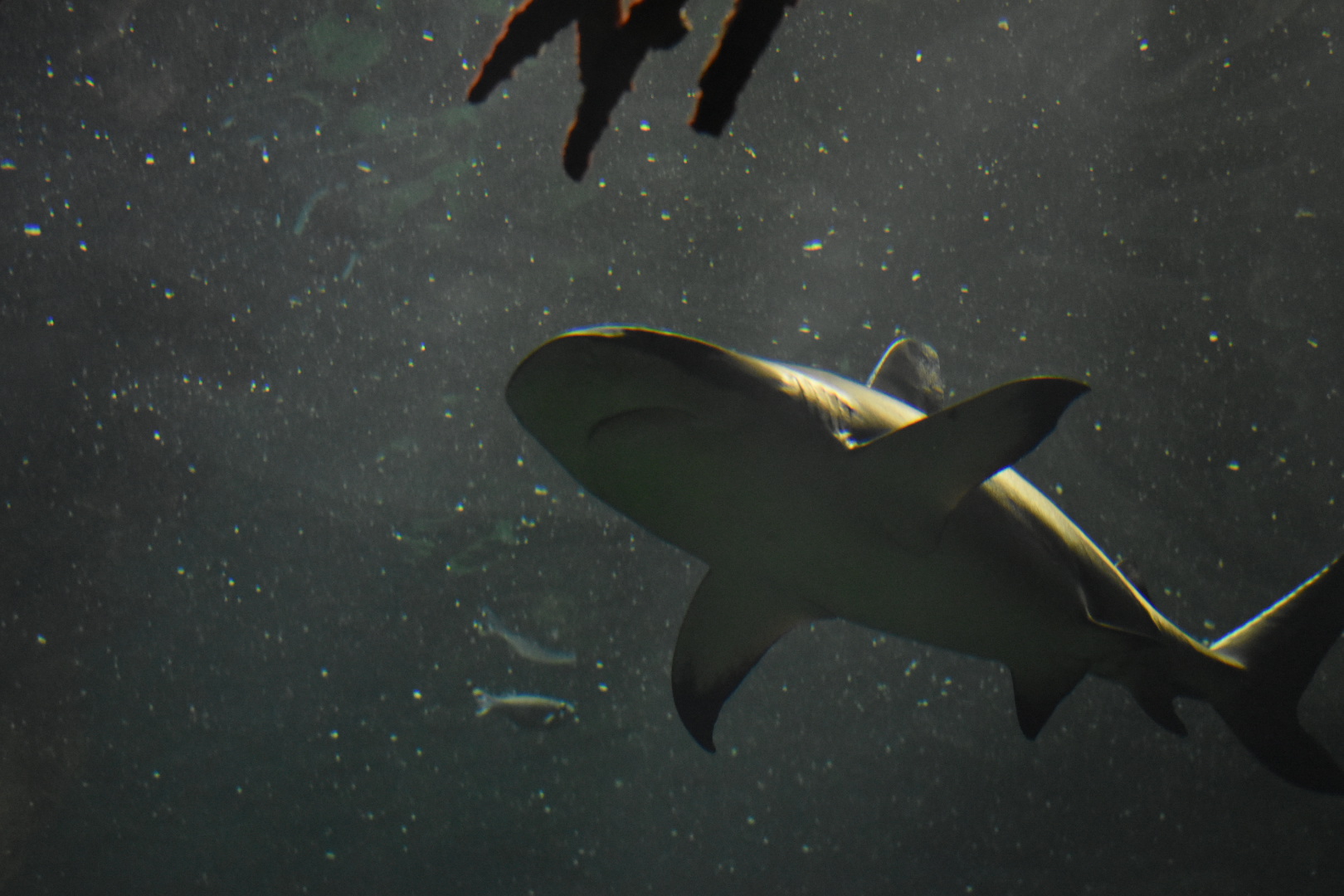 Black-tip Reef Shark