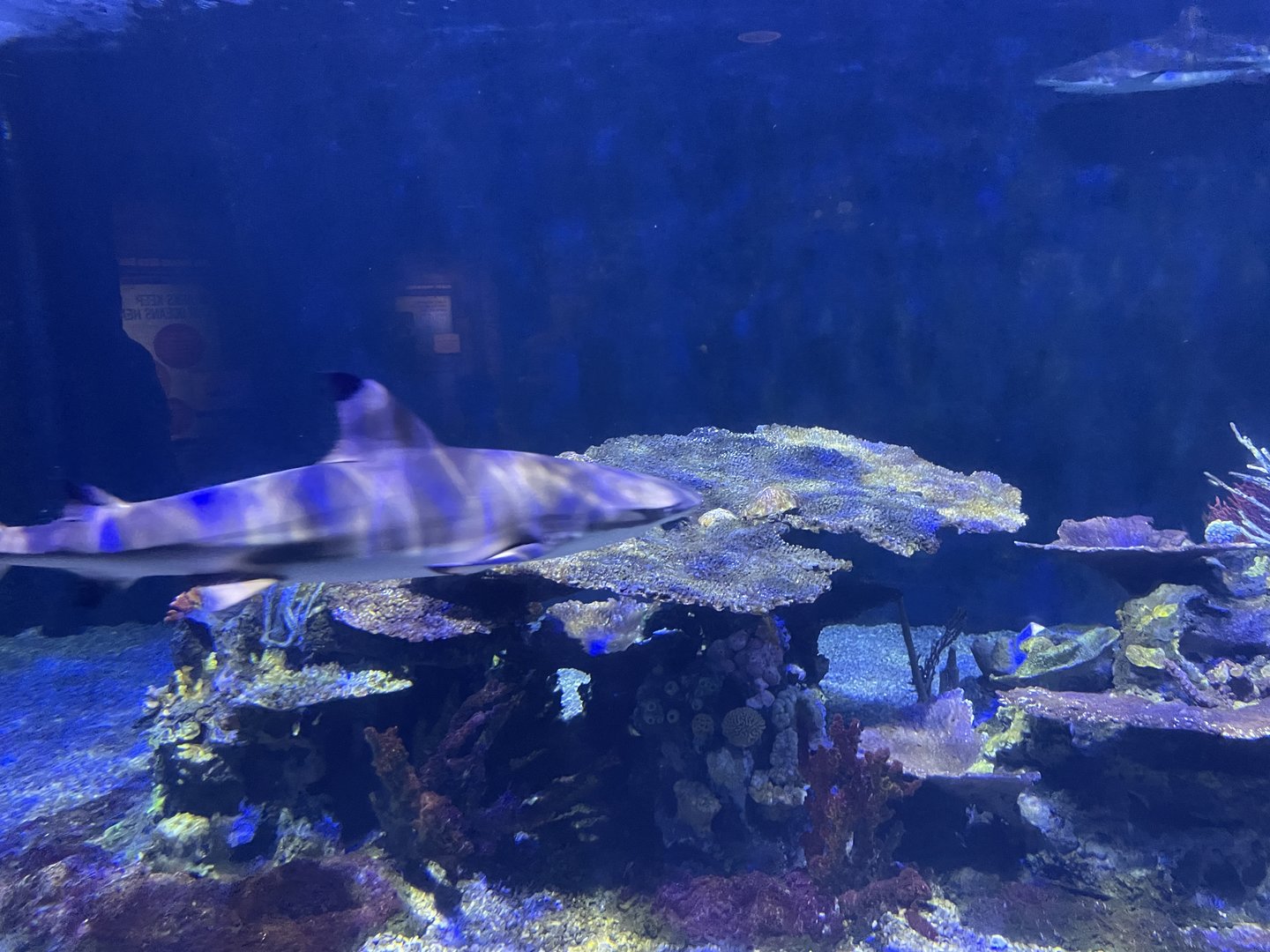 Black-tip reef shark