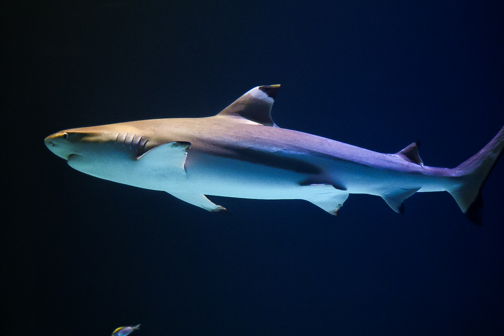 Black-Tip Reef Shark