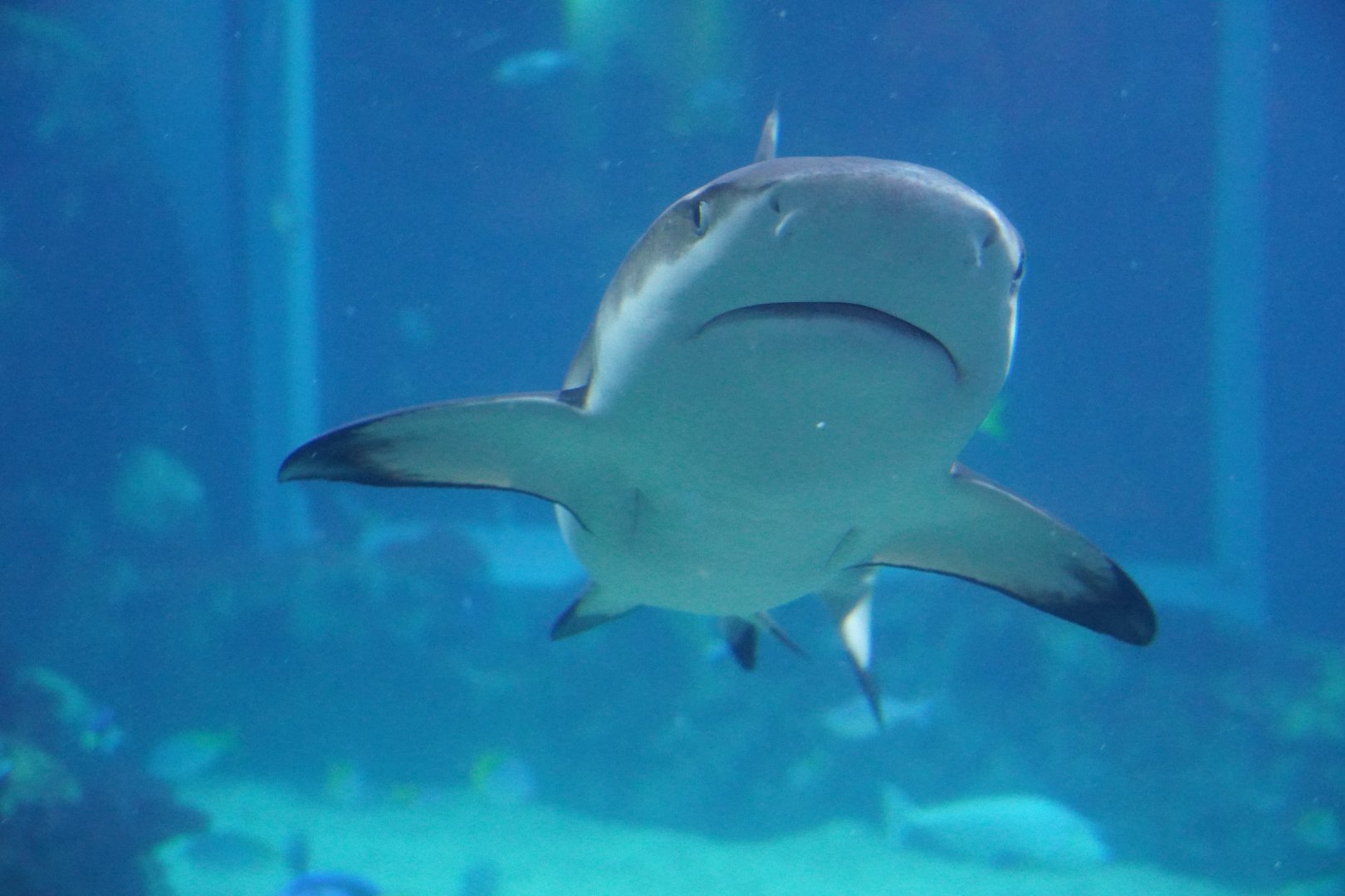 Black Tip Reef Shark