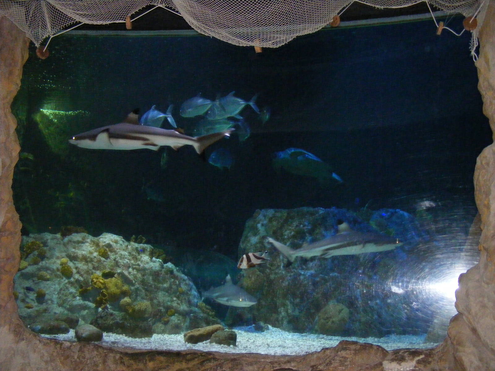 Black tip reef sharks at Benalmadena Sea Life Centre, 1 May 2009