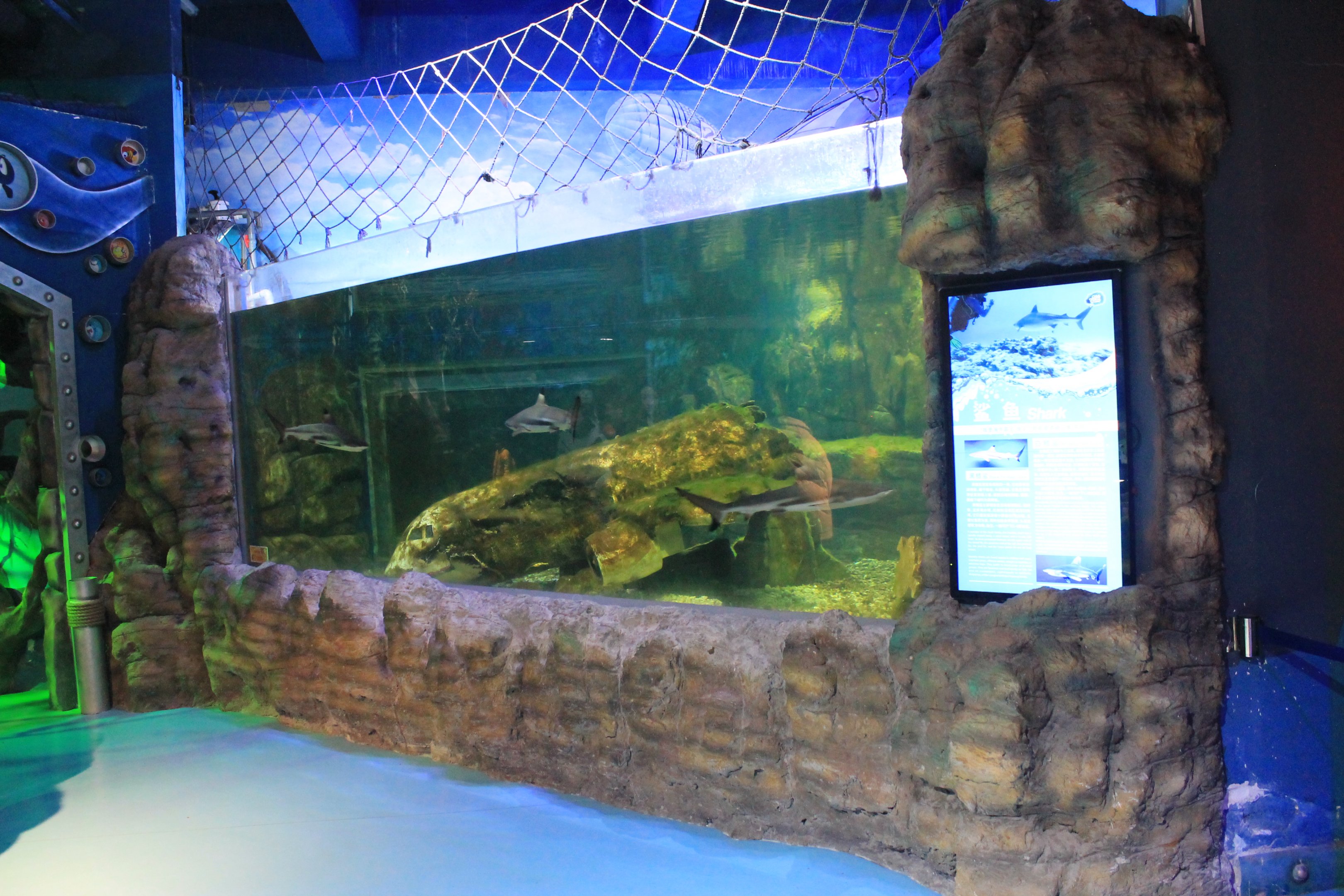 Black-tip Reef Sharks at Fantasy Aquarium, Xi'an