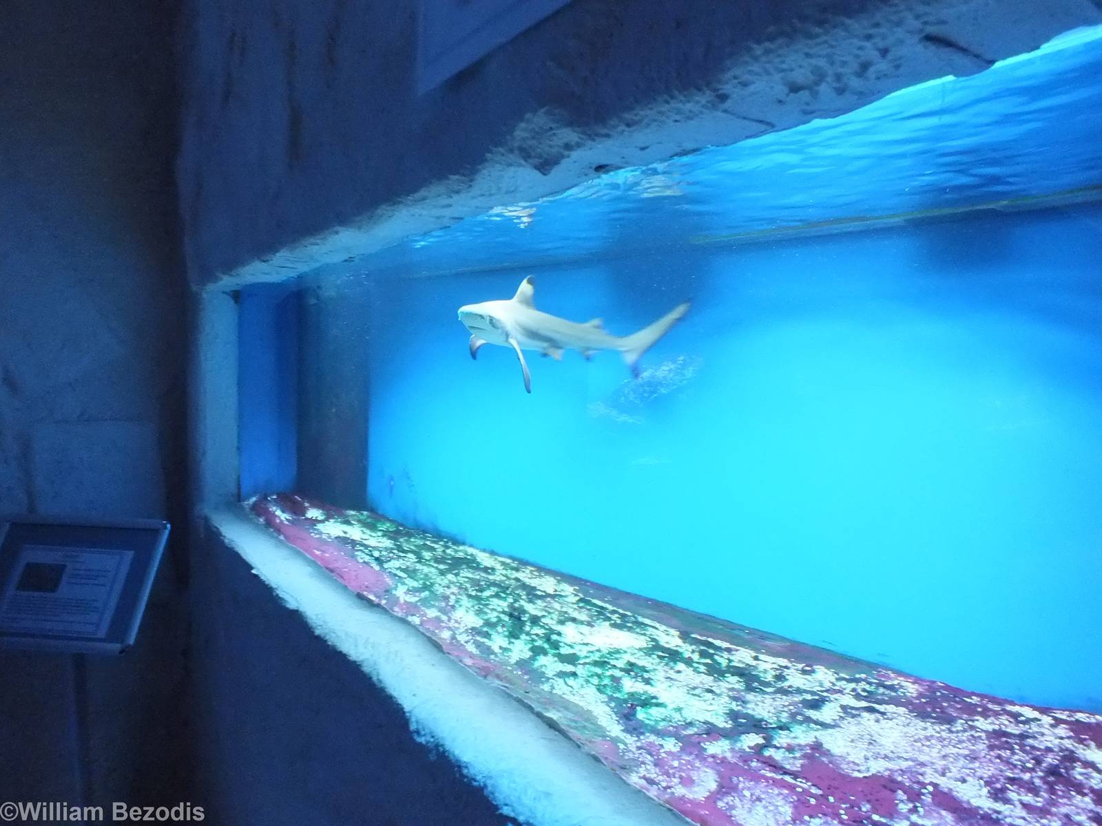 Black-tip Shark Tank- Saltwater Section