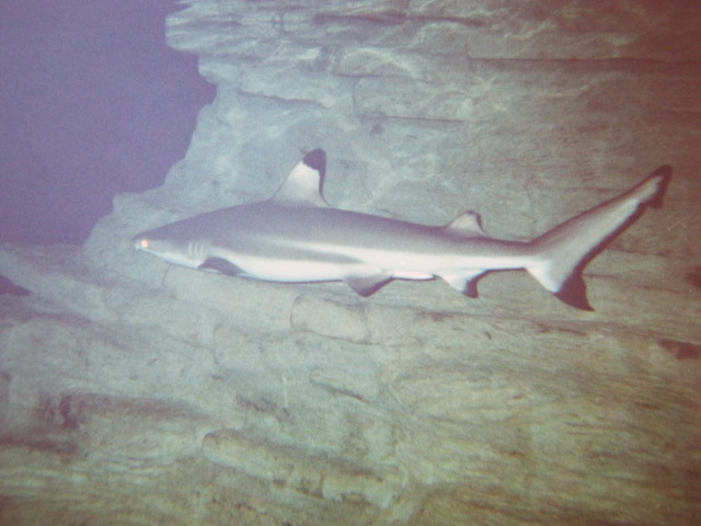 Black-Tipped Reef Shark 1999.