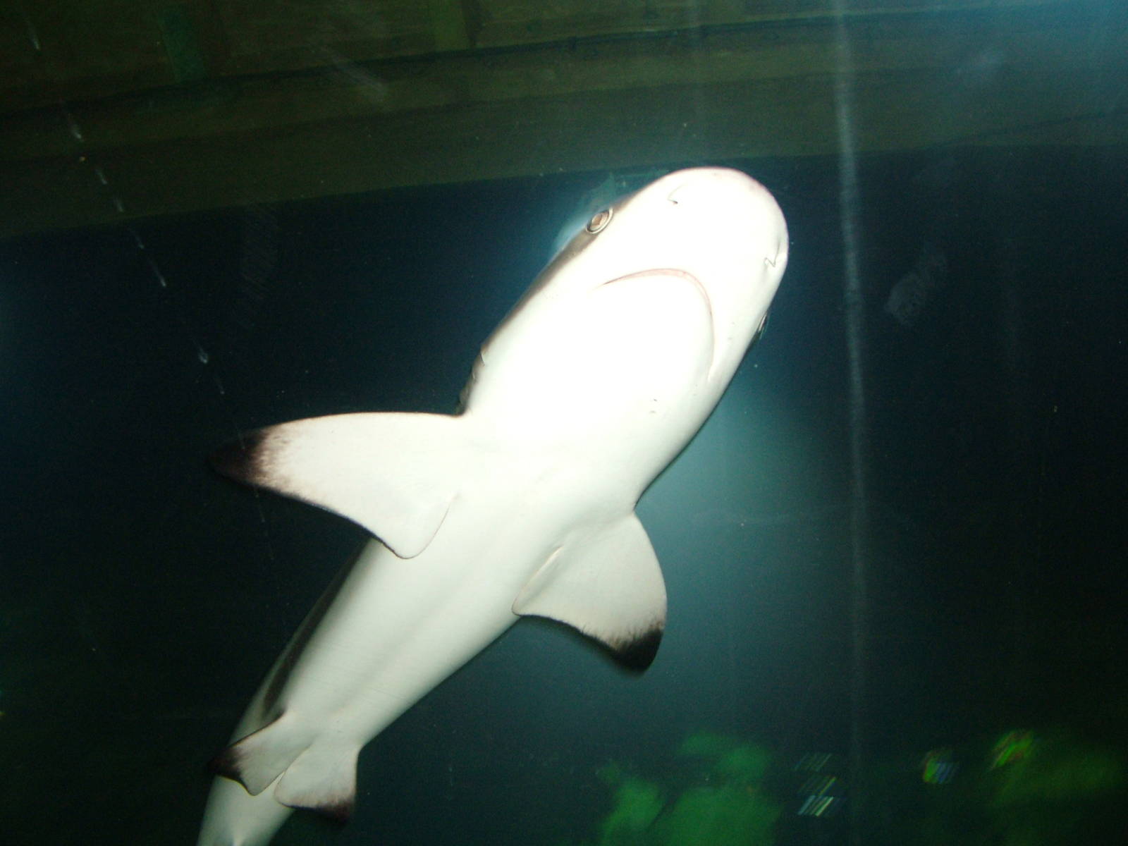 Black-tipped Reef Shark at Blue Reef Bristol 19/12/09
