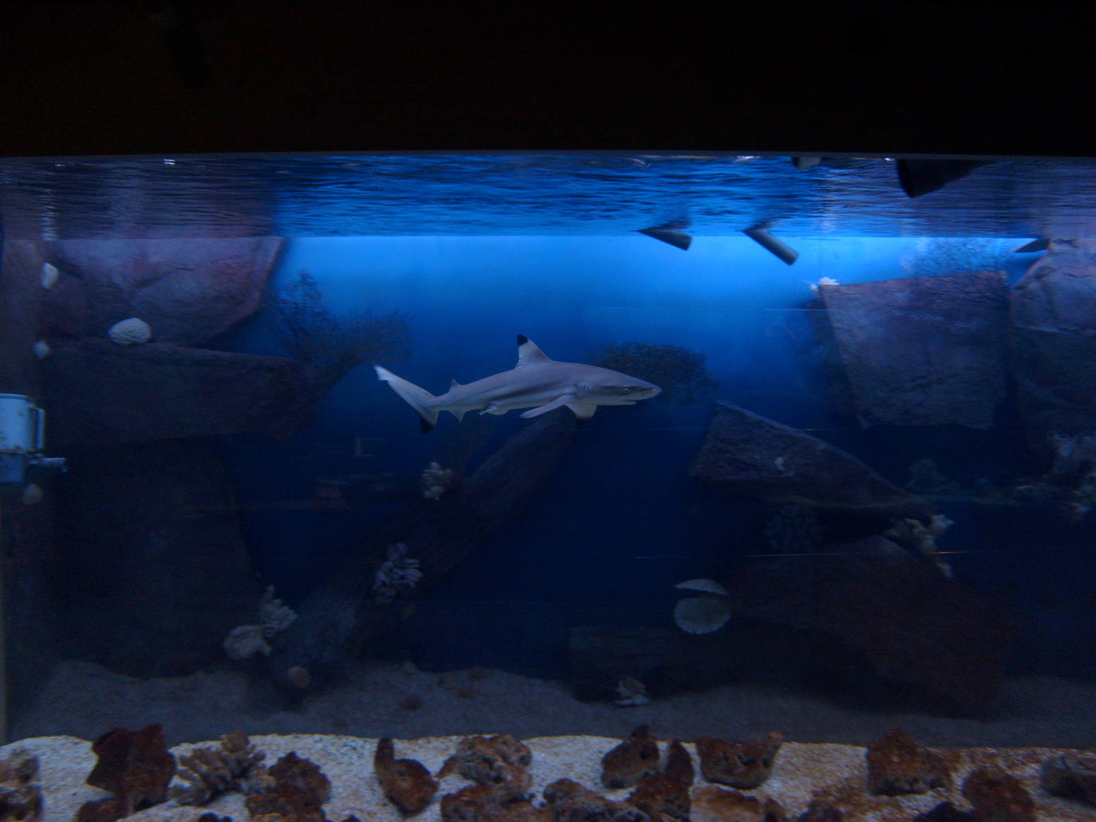 Black-tipped reef shark (phased out)