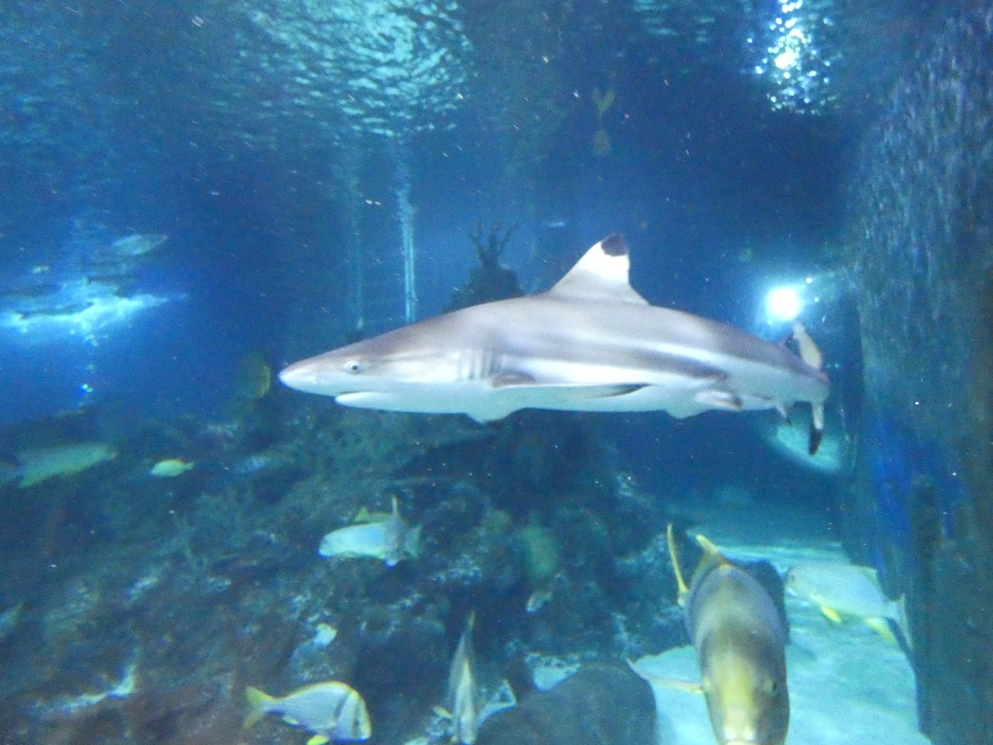 Black-tipped reef shark - Skegness Aquarium