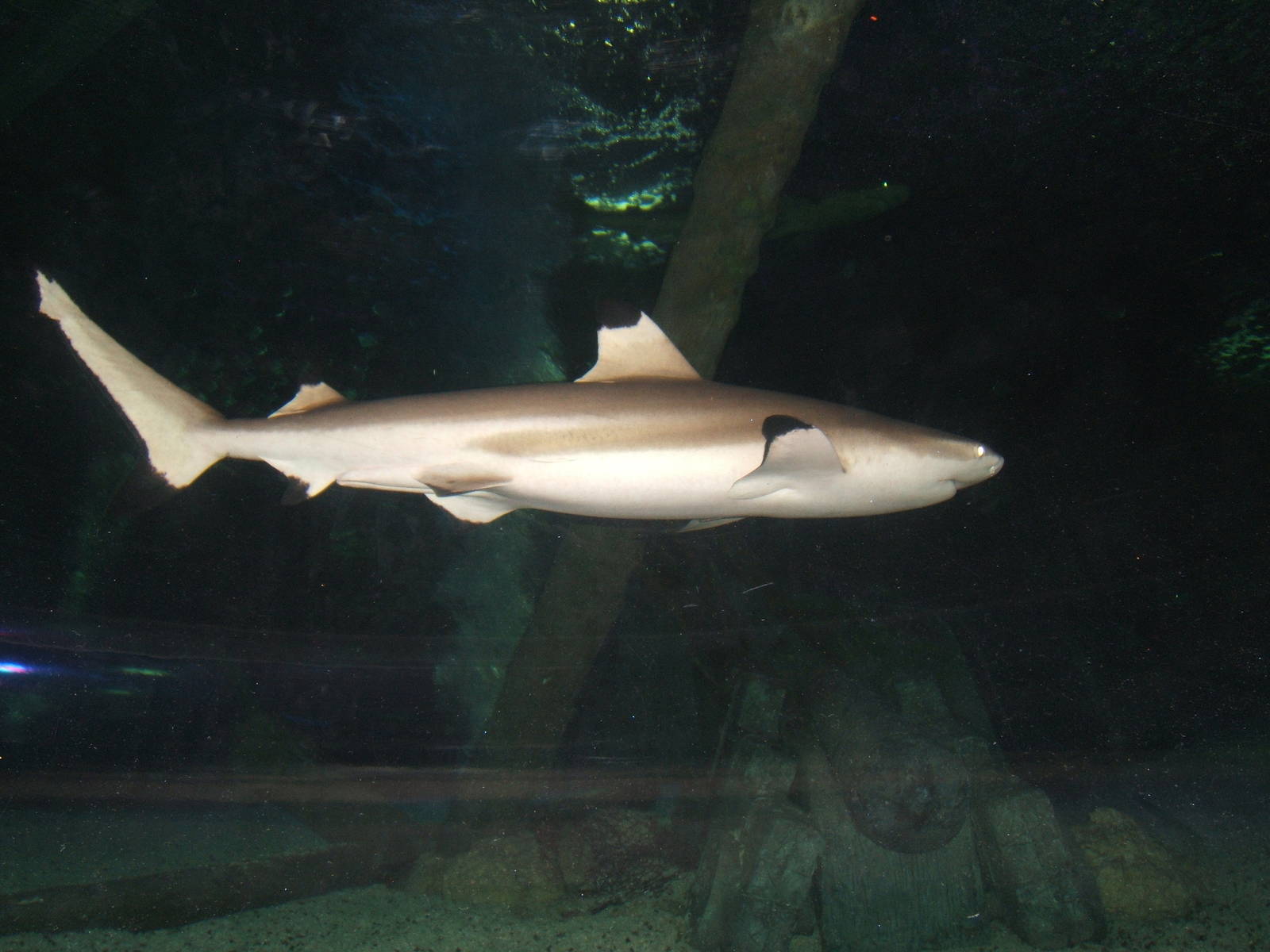 Black-tipped Reef Shark