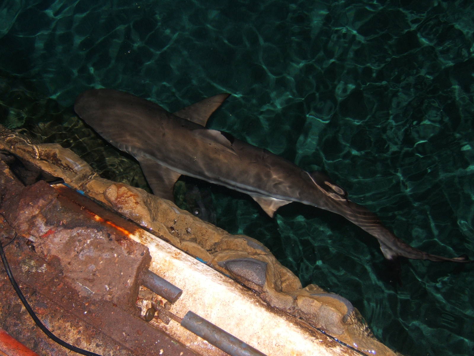 Black-tipped Reef Shark