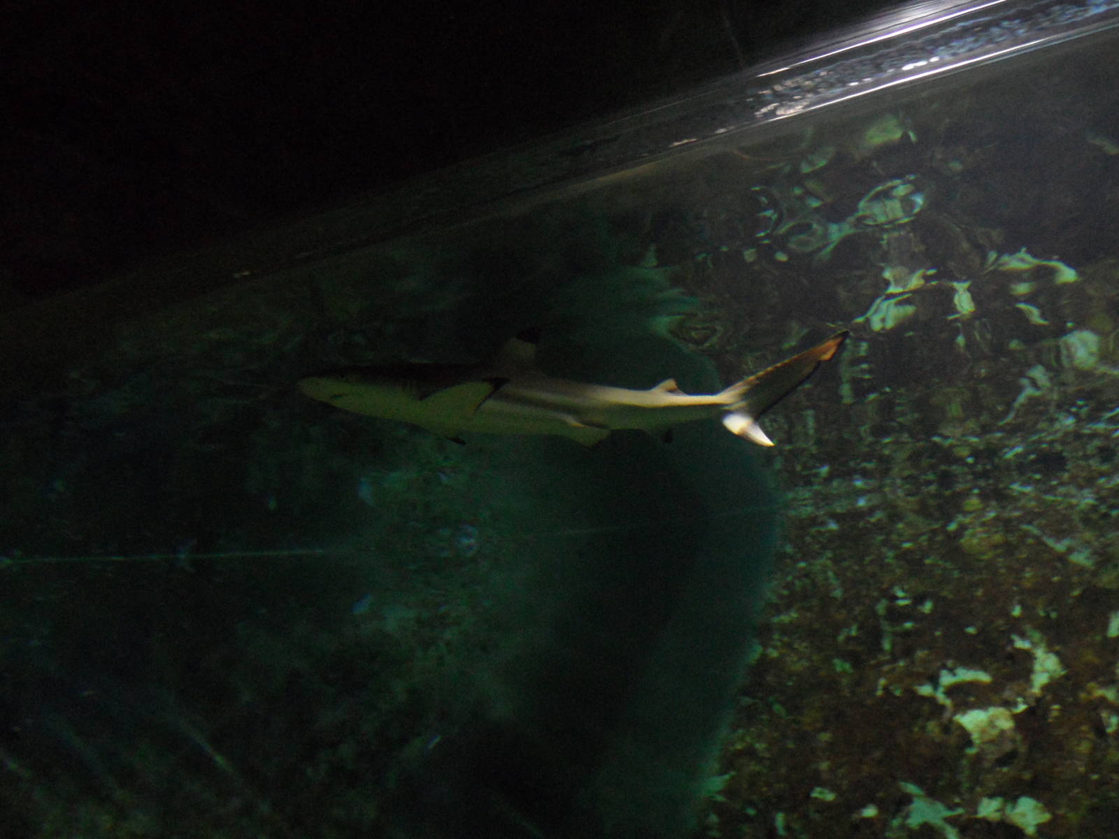 Black-tipped reef shark