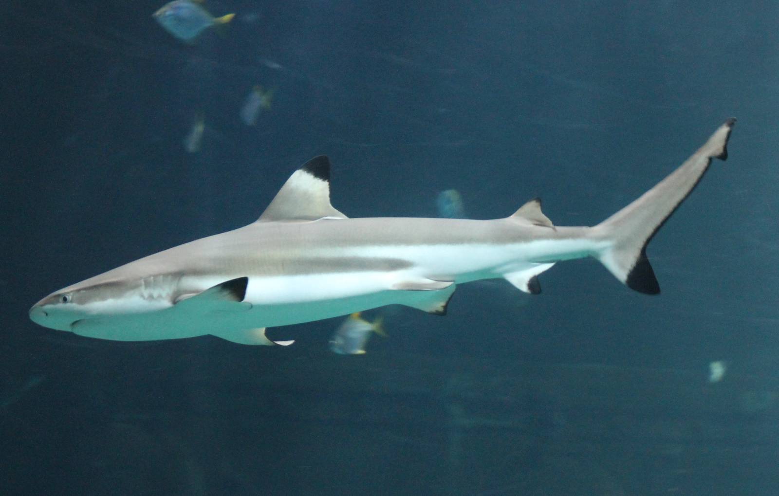 Black-tipped Reef shark