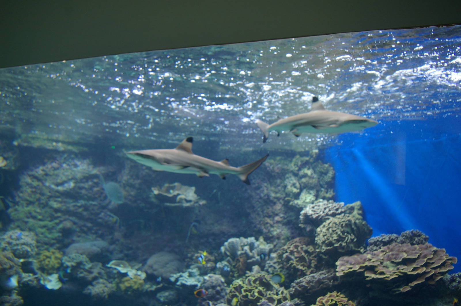 black-tipped reef sharks (Carcharhinus melanopterus)