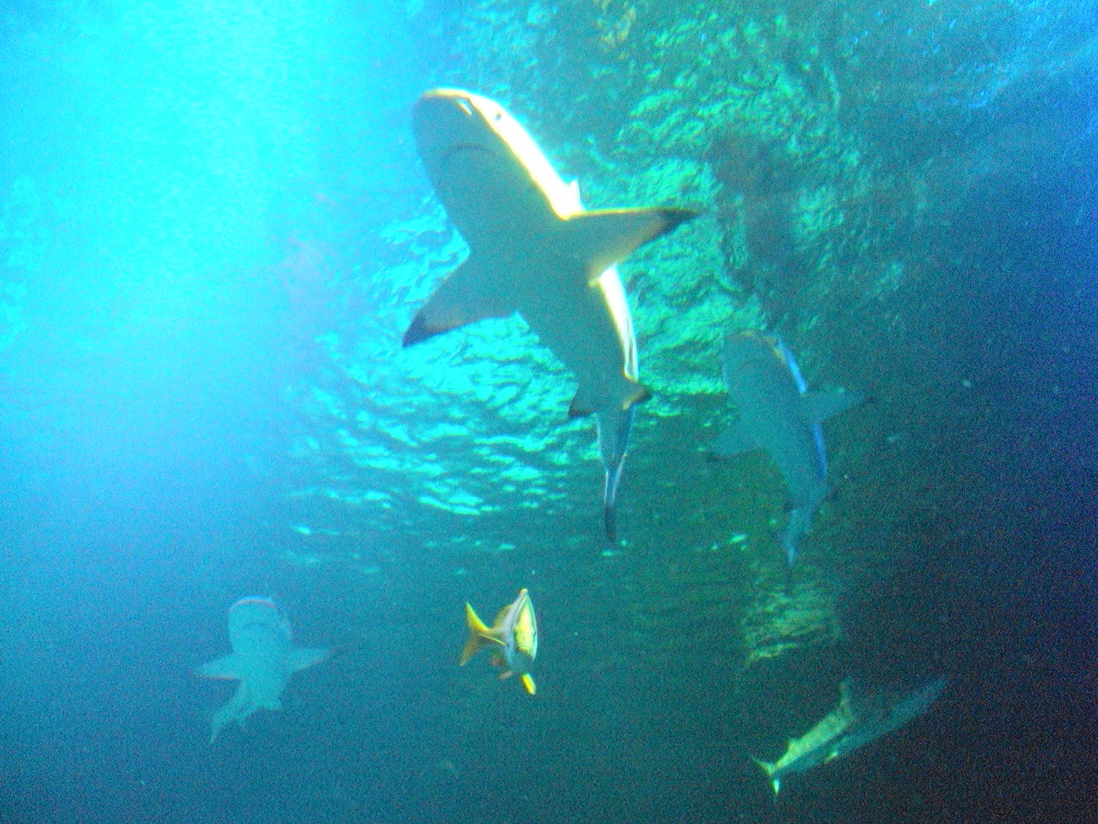 Black-tipped Reef Sharks