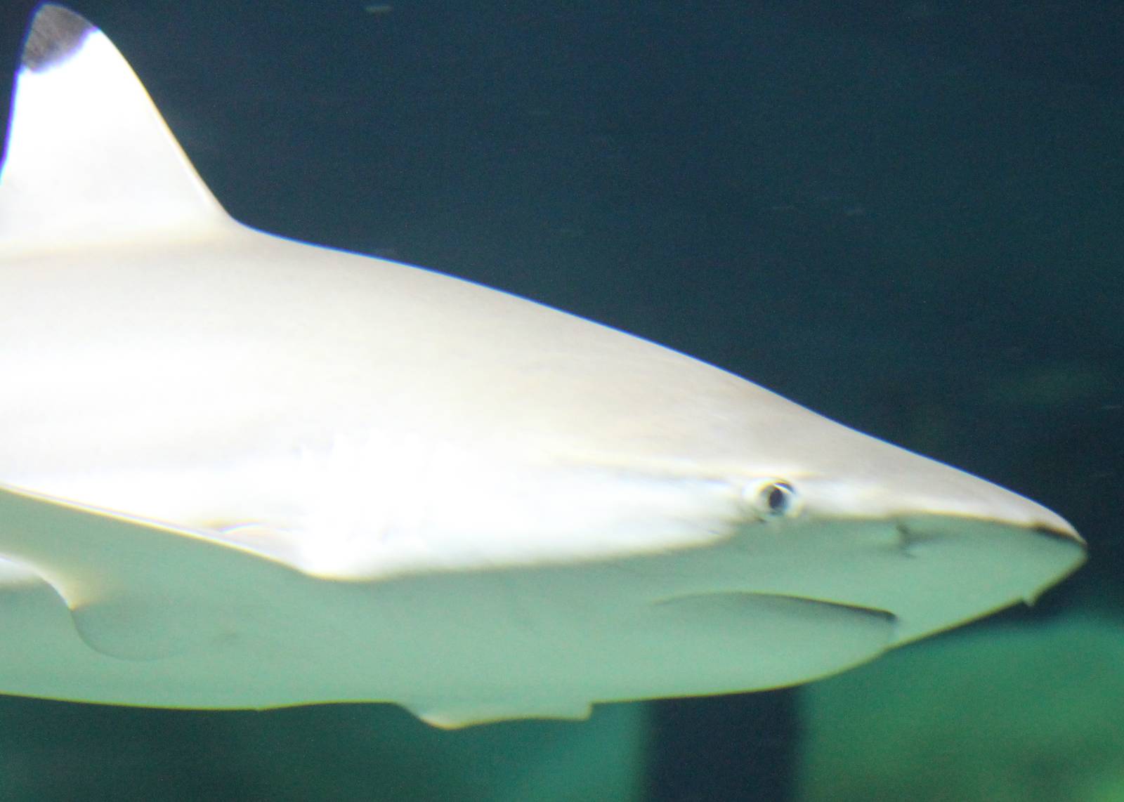 Black-tipped reefshark