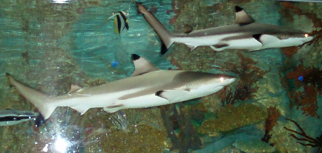 Black-tipped Sharks (Carcharhinus melanopterus)