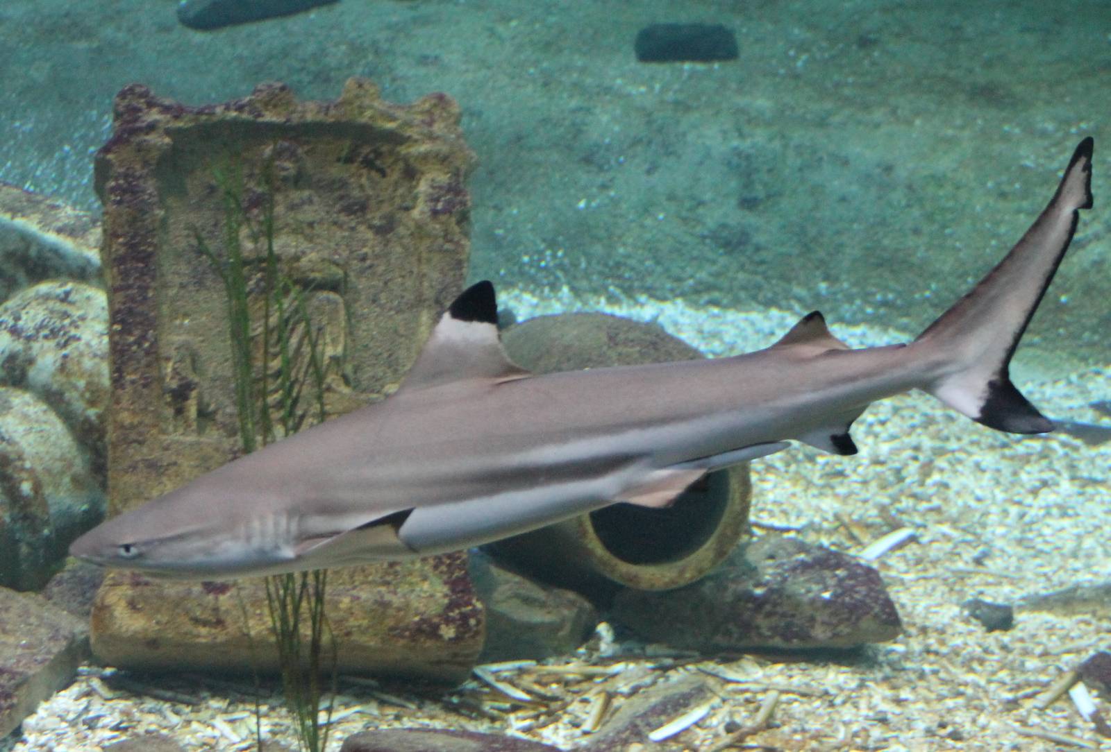 Black-tippes reefshark