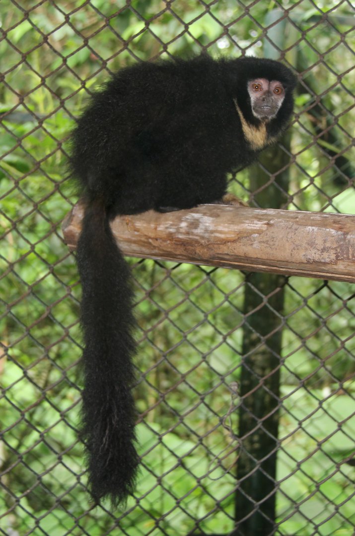 black titi (Cheracebus lugens)