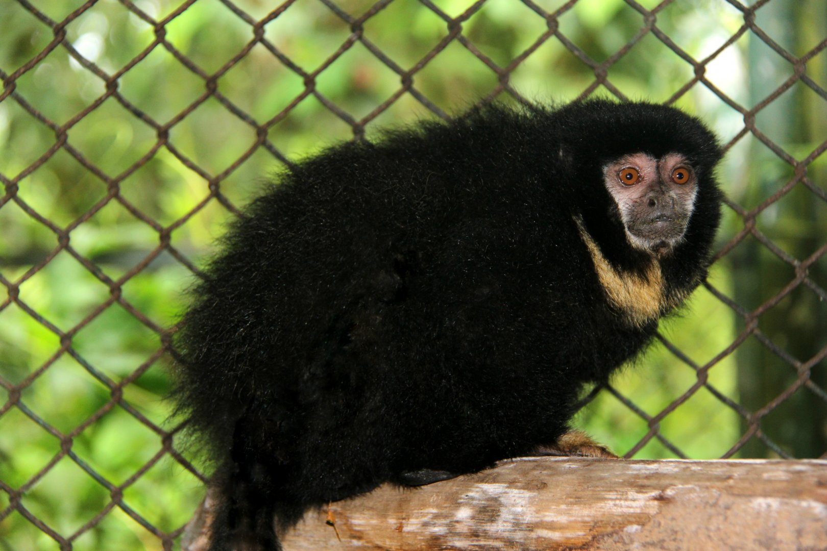 black titi (Cheracebus lugens)
