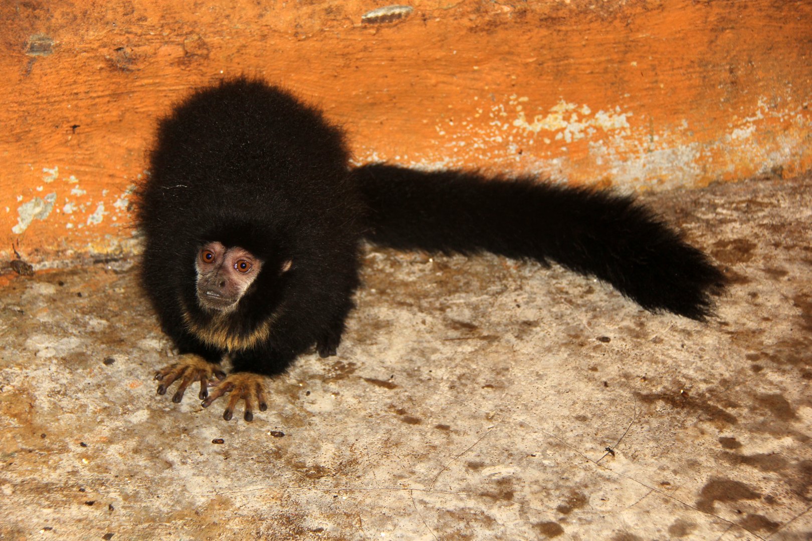 black titi (Cheracebus lugens)