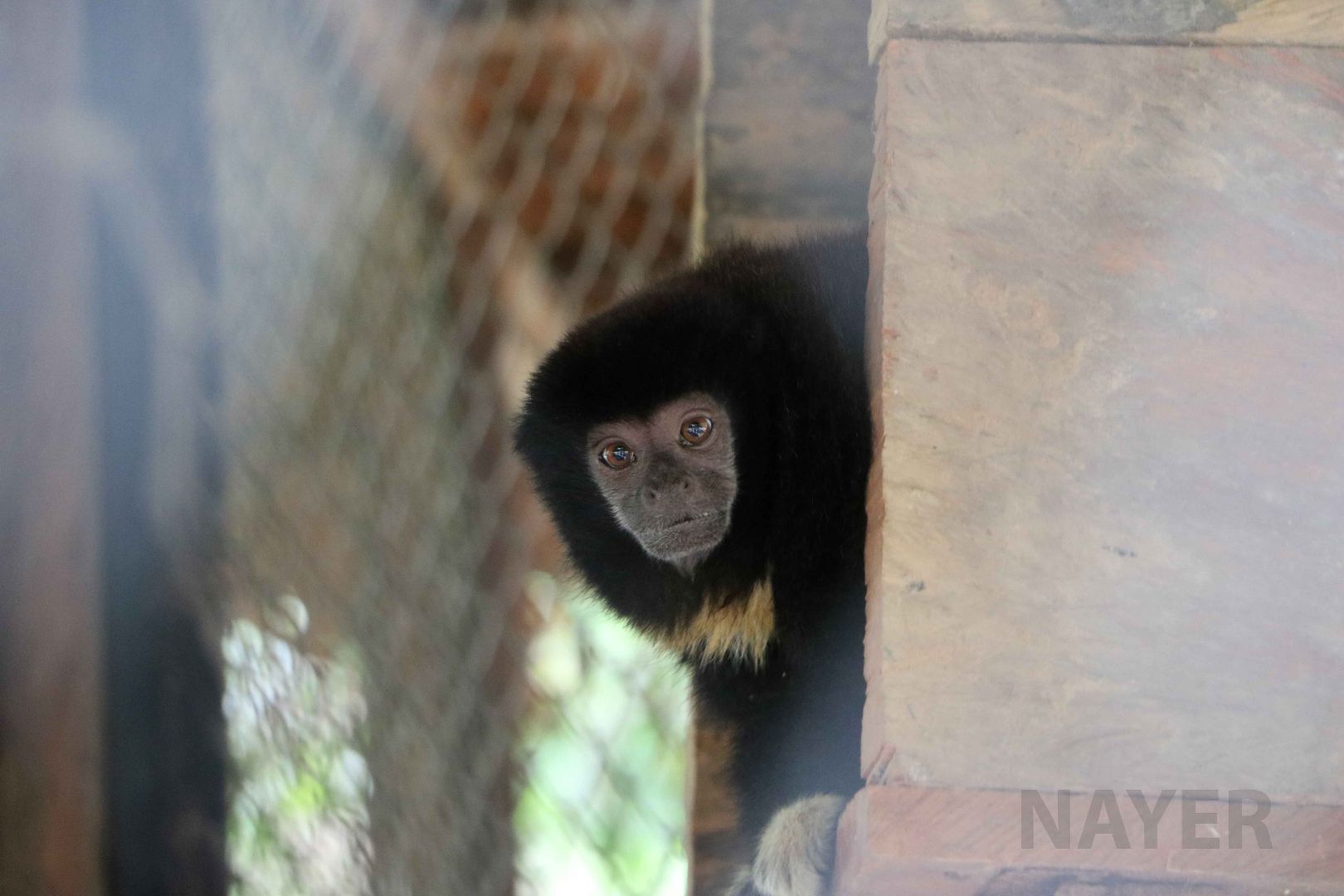 Black titi, May 2016