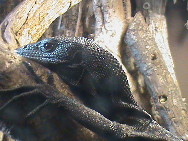 black tree monitor 060211