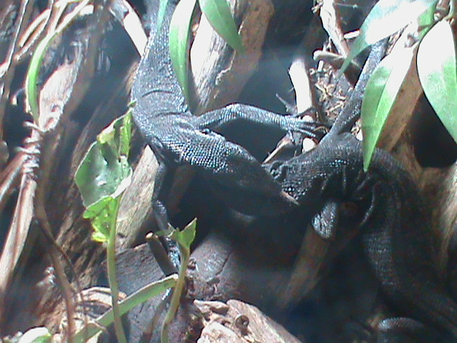 black tree monitor 211010