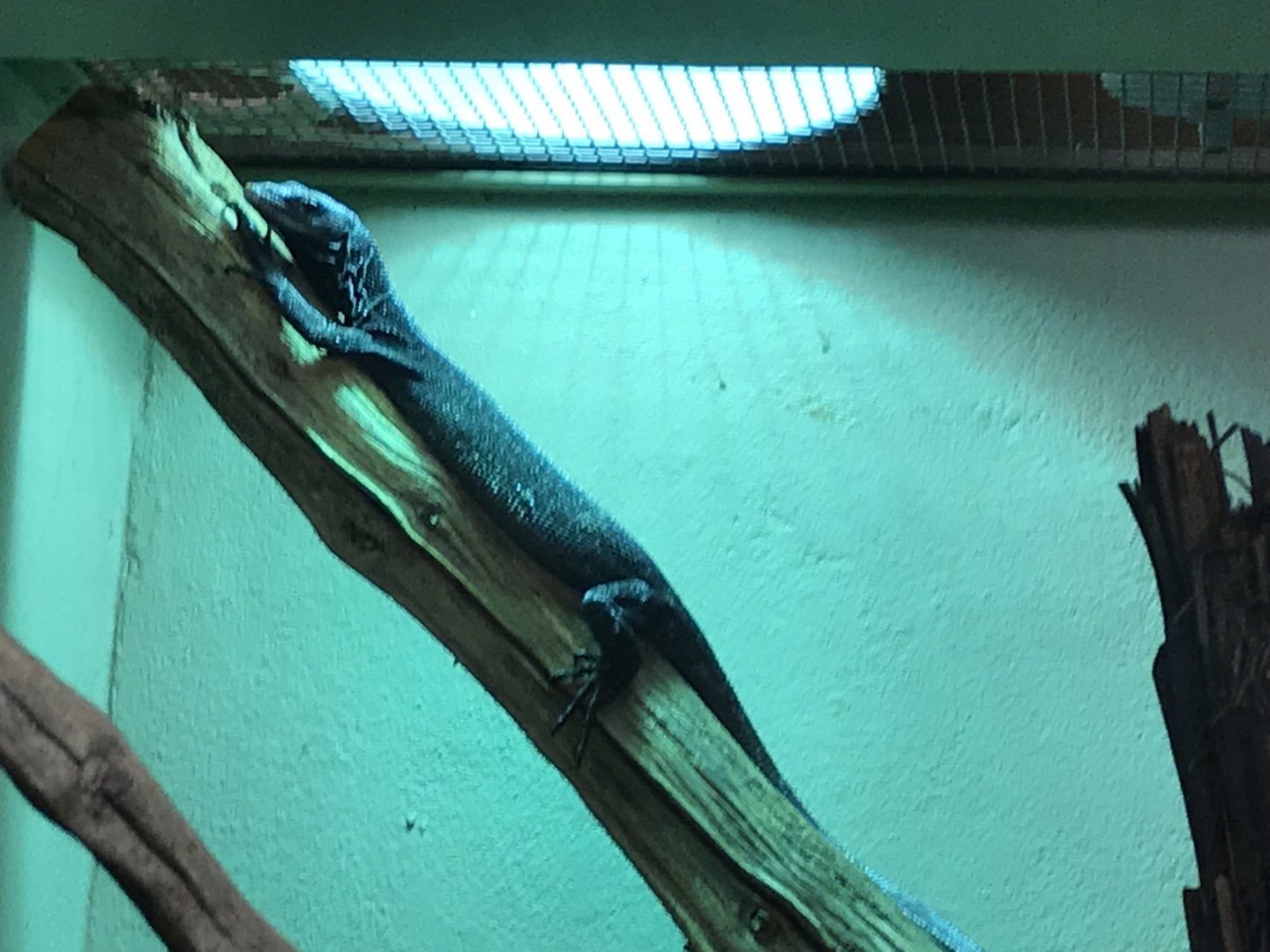 Black tree monitor 250318