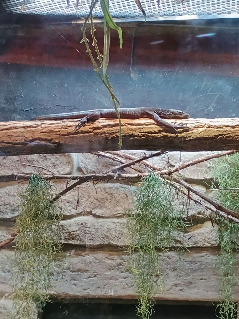 Black Tree Monitor (7/6/24)