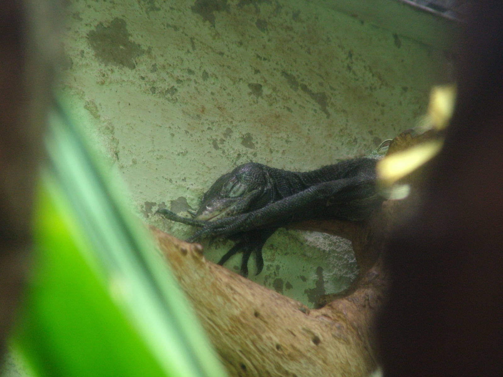 Black Tree Monitor at Aquazoo 14/05/09