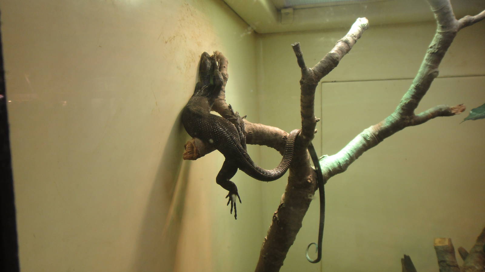 Black Tree Monitor at Dallas zoo 2015-03-12