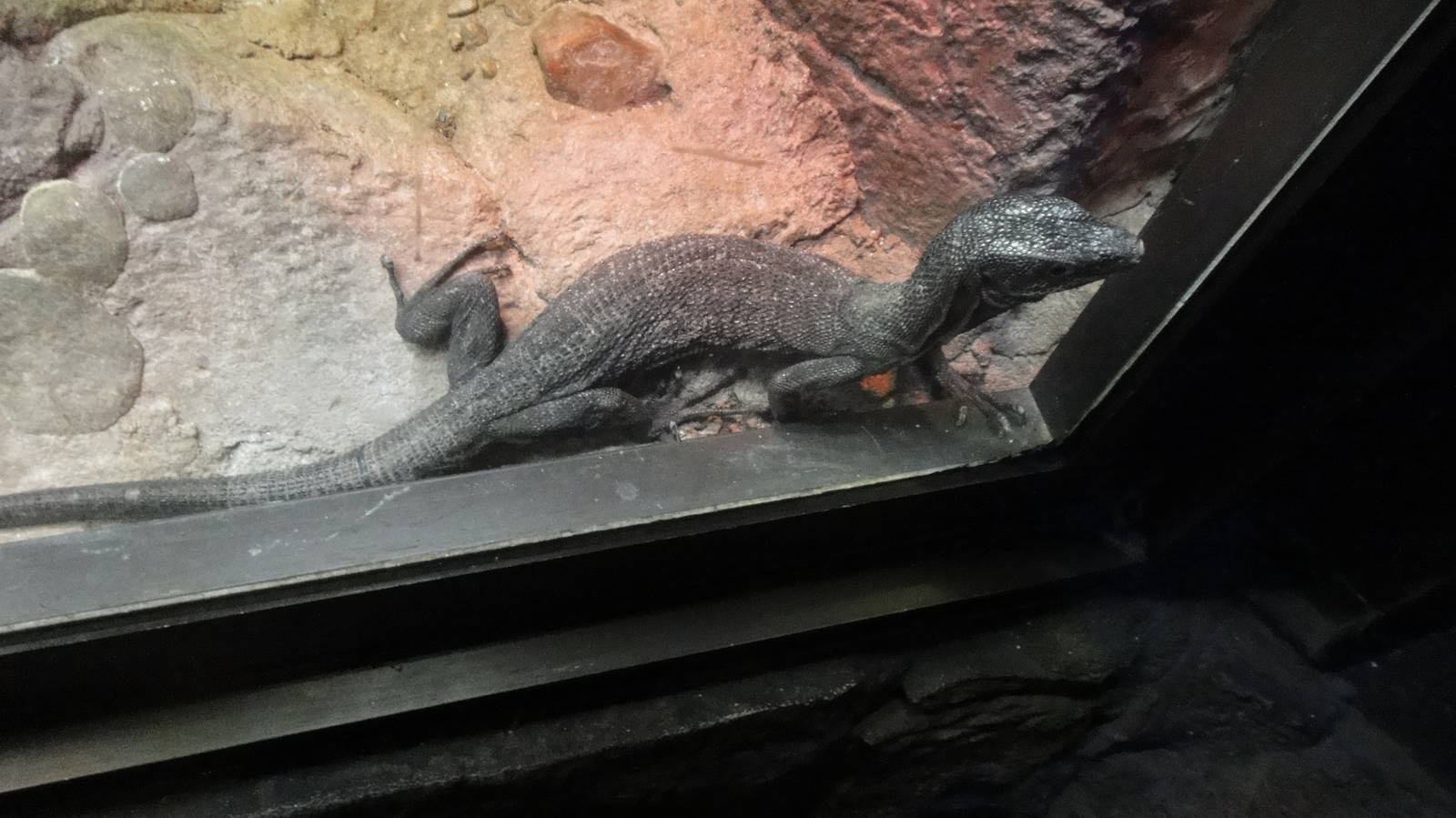 Black tree monitor at Philadelphia zoo 2015-03-08