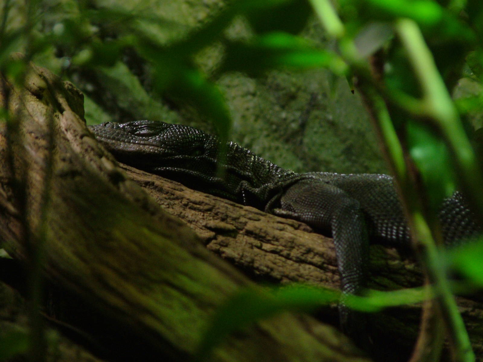 Black Tree Monitor at Prague, 24/05/10