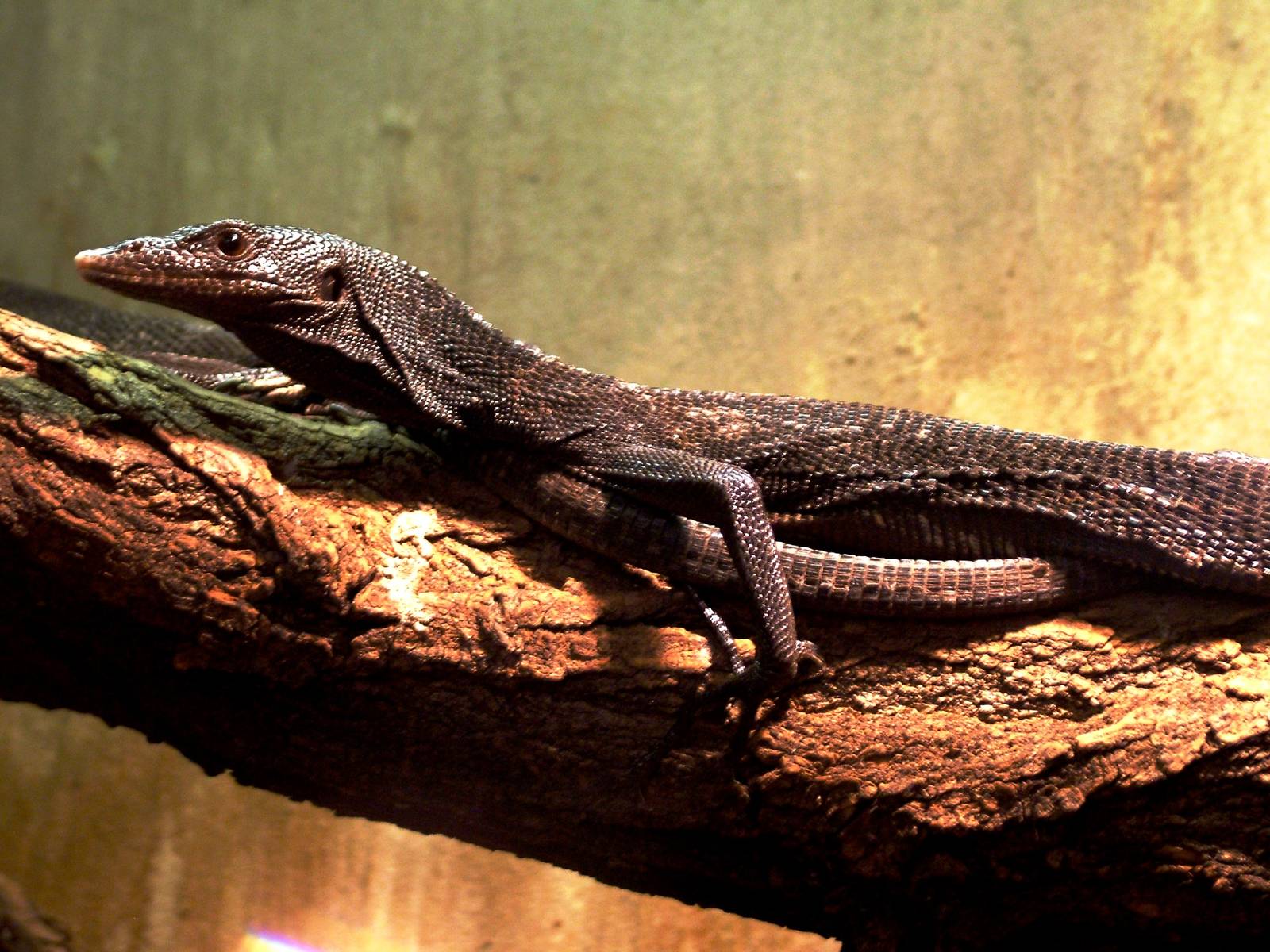 Black Tree Monitor at Prague Terrarium, 26/08/12