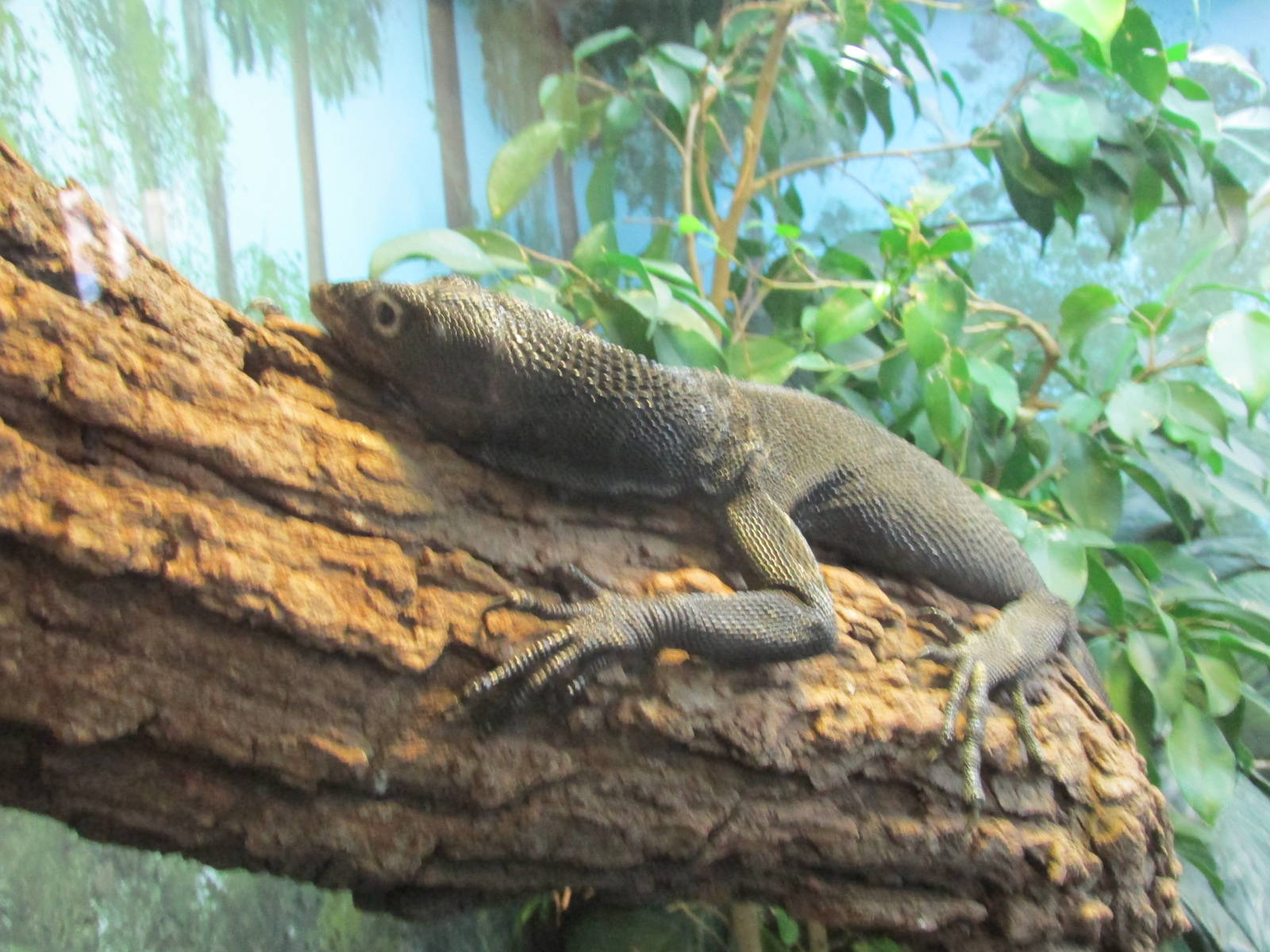 black tree monitor brookfield zoo