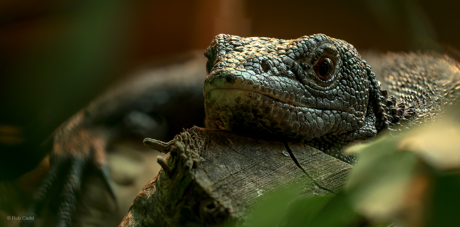 Black tree monitor : Crocodiles of the World : 05 Jul 2024