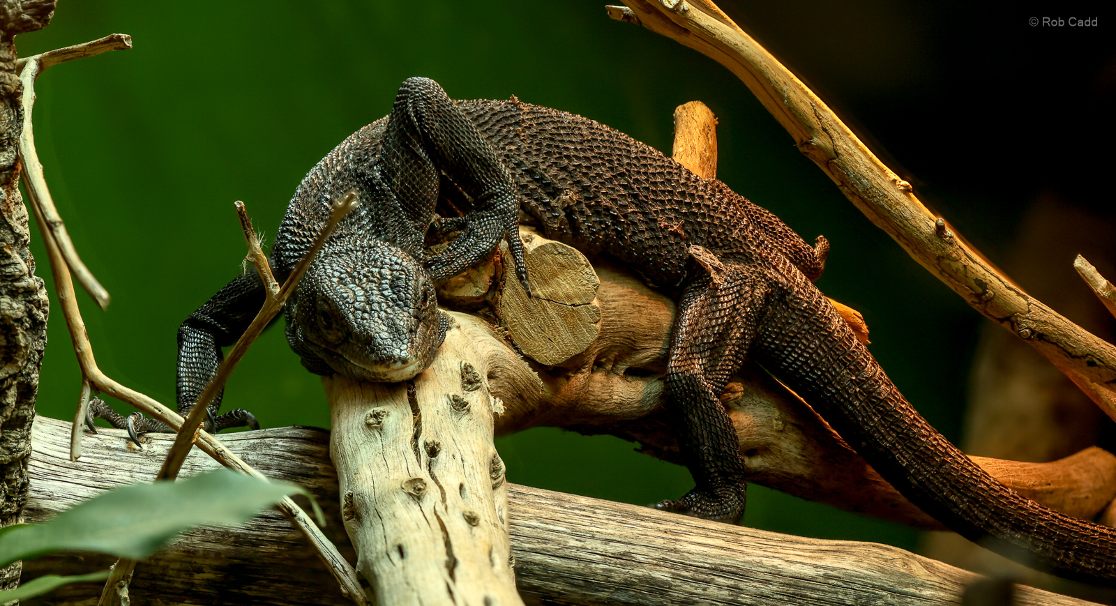 Black tree monitor : Crocodiles of the World : 07 Jun 2024