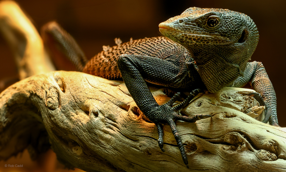 Black tree monitor : Crocodiles of the World : 20 Jun 2025