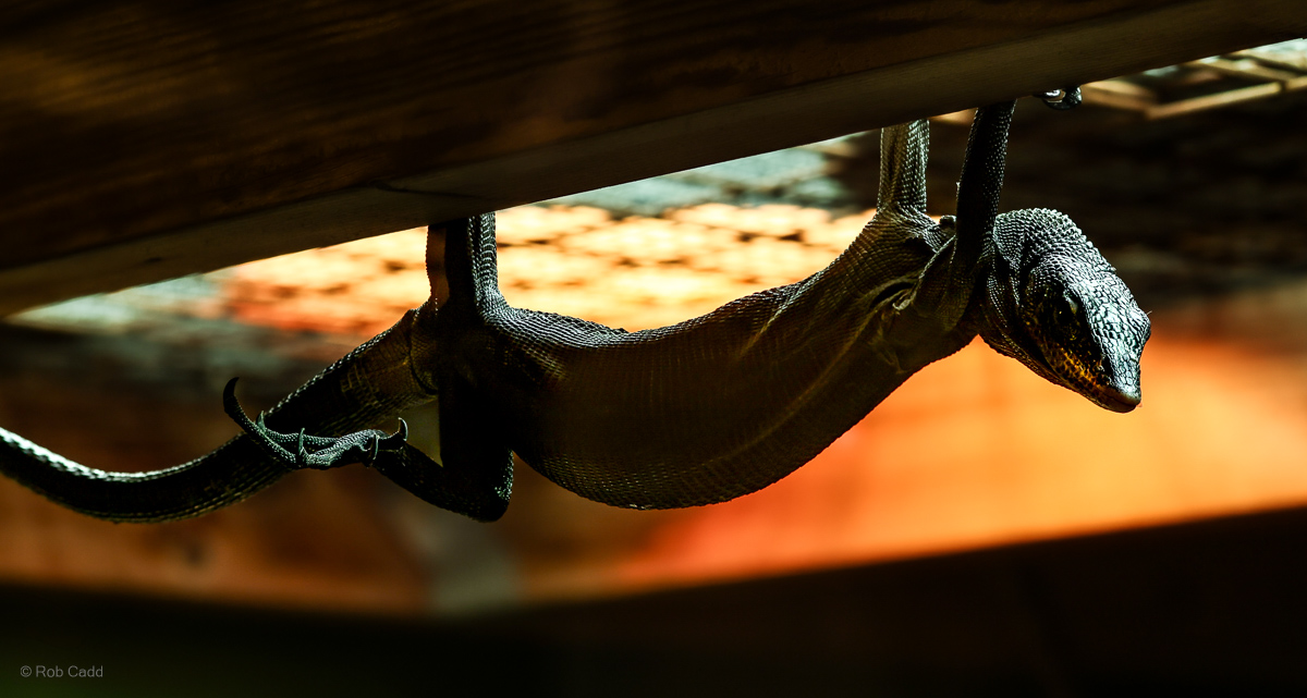 Black tree monitor : Crocodiles of the World : 20 Jun 2025