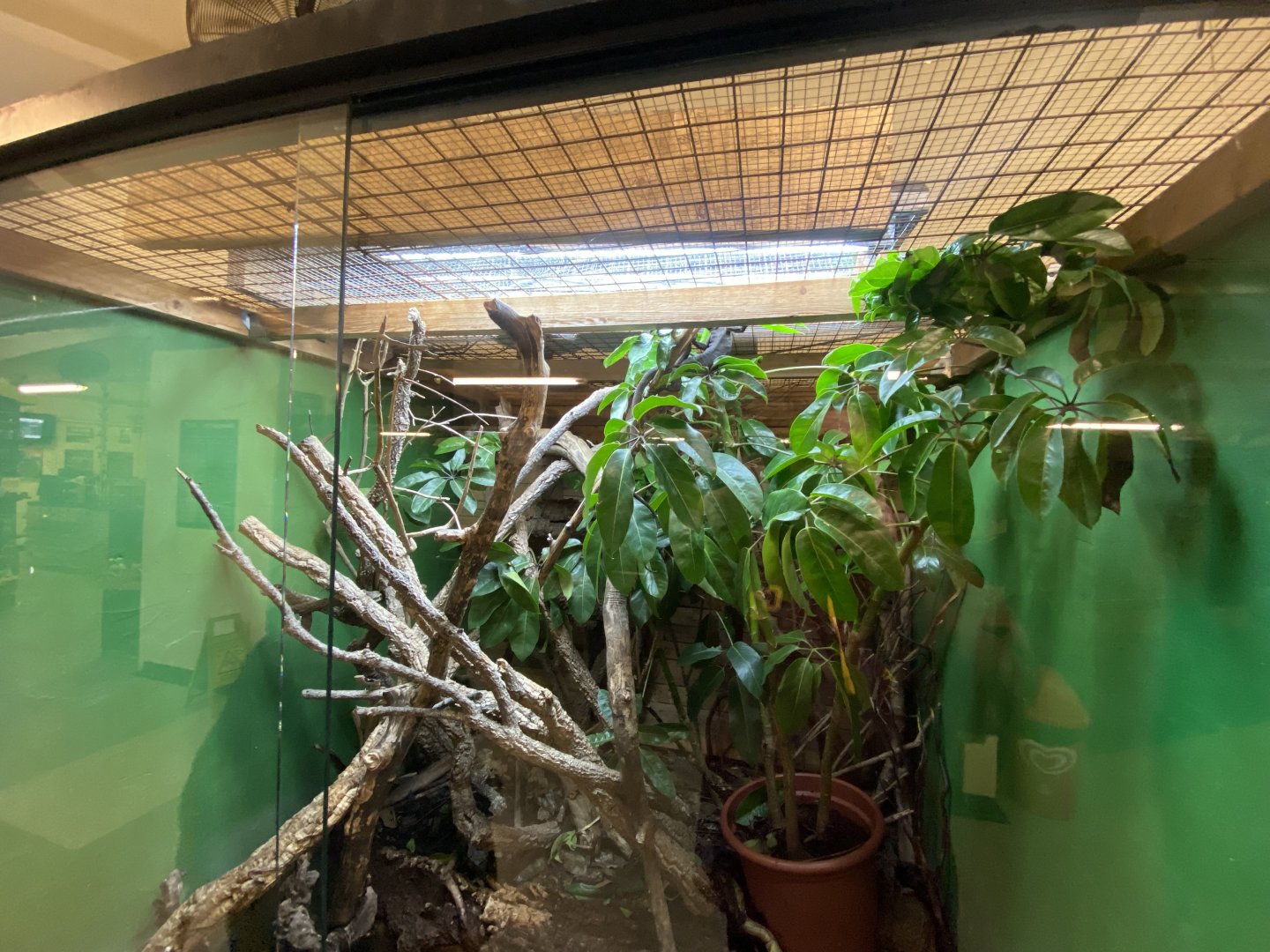 Black tree monitor exhibit 040124