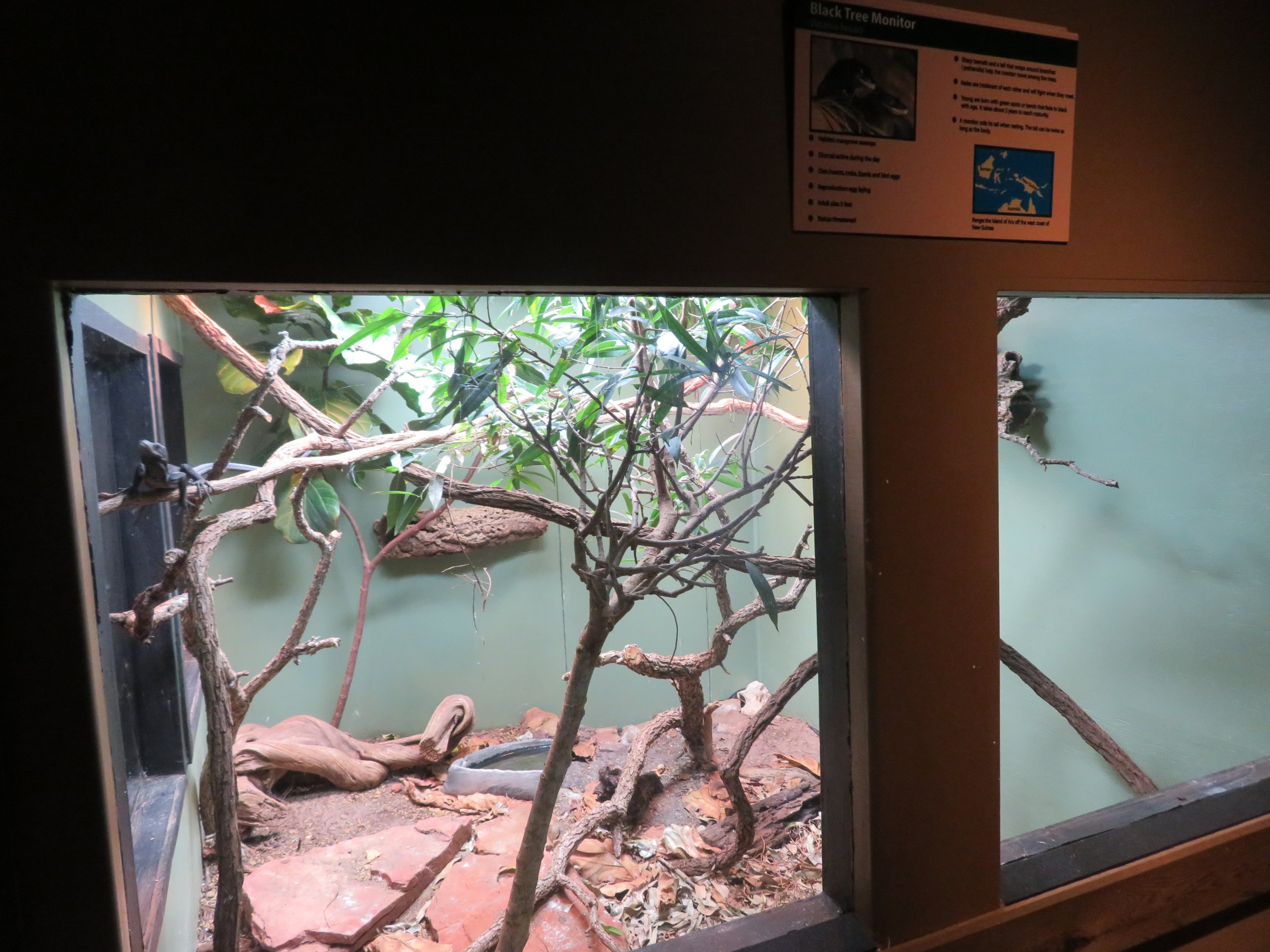 Black Tree Monitor Exhibit