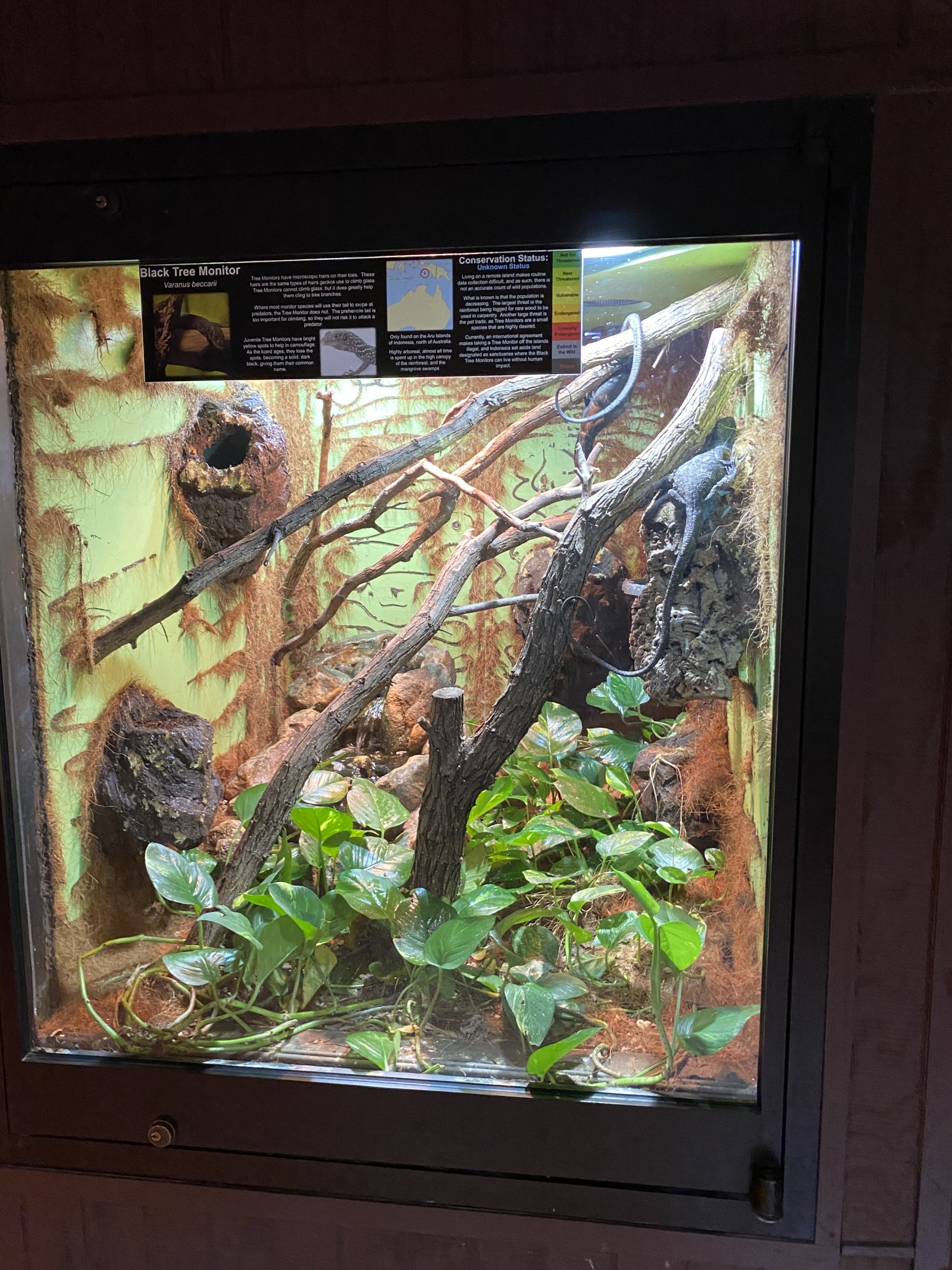 Black Tree Monitor Exhibit